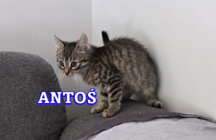 Małe kotki szukają domków