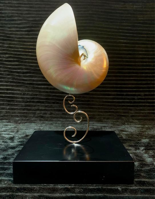 Grande concha de nautilus montada em suporte de prata e madeira lacada