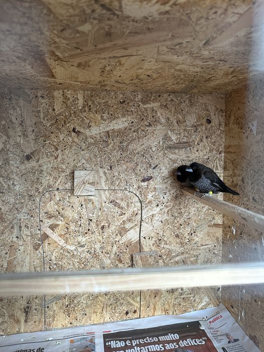 Bengalins do japão para ceder