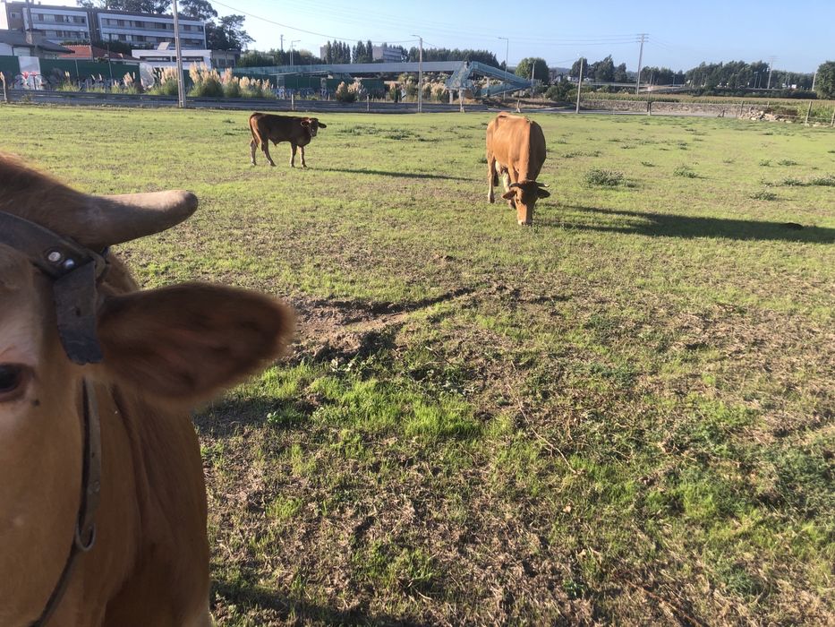 Vaca minhota 7 anos
