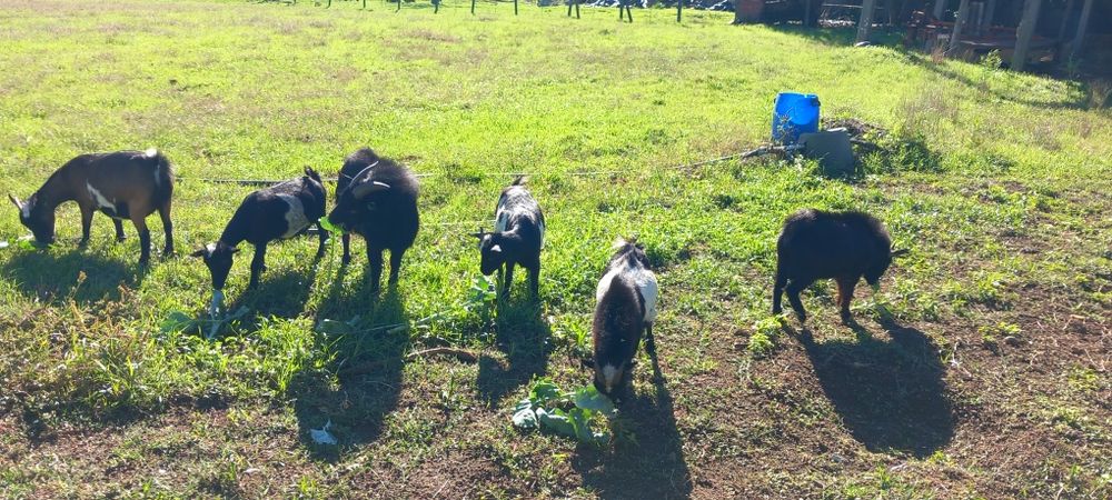 Vendo cabras anãs