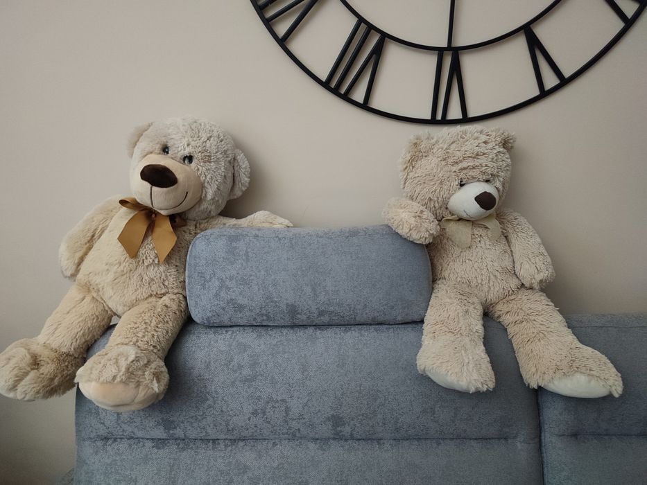 Przemiłe misie szukają domu