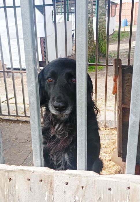 Jackie- piękny pies z bardzo smutną przeszłością