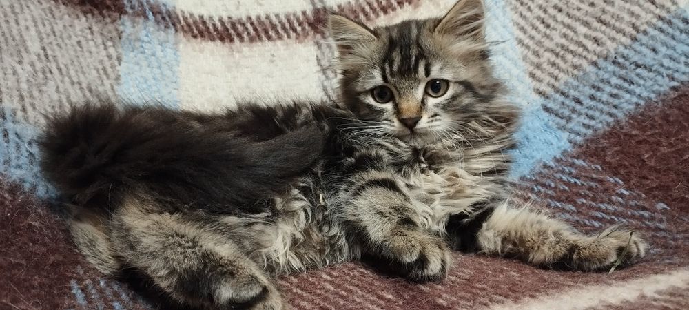 Кошечки Котики Комочки щастья