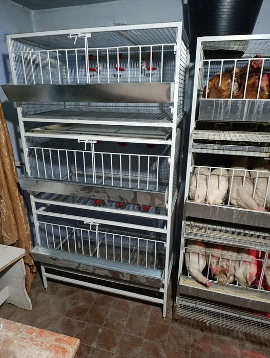 Клітка для несучок