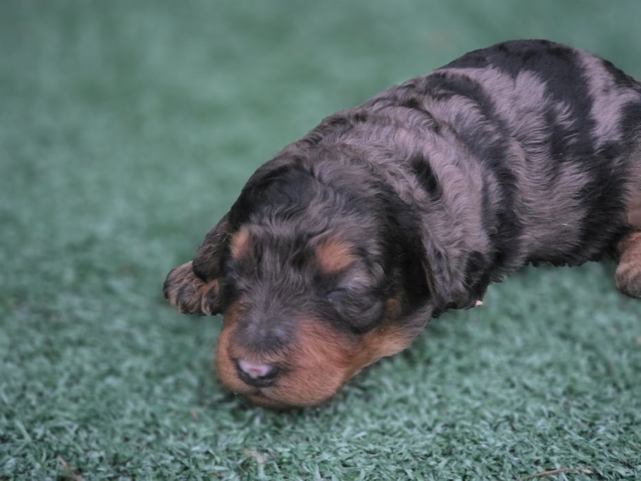 Suczka pudel miniaturowy merle tricolor  z rodowodem