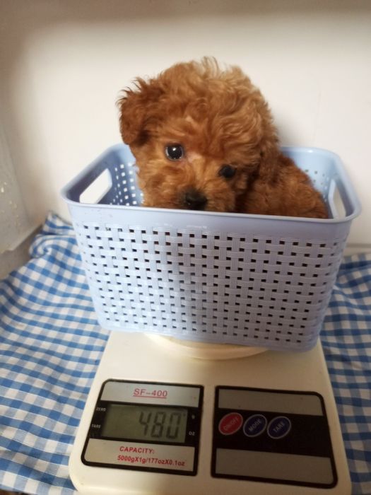 Крихітки Хлопчик і дівчинка мікро