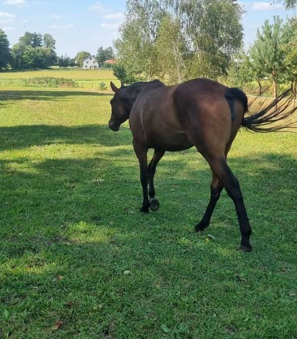 Klacz rasy małopolskiej ASTERIA(dopłatowa)