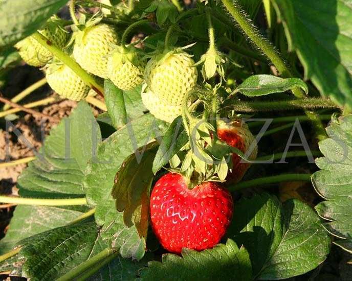 SADZONKI TRUSKAWEK ZIELONE – Silne, Zdrowe od Niewczas Szkółka