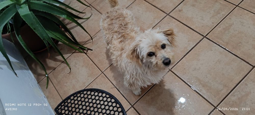 Doa-se cadela adulta, castrada e mansa