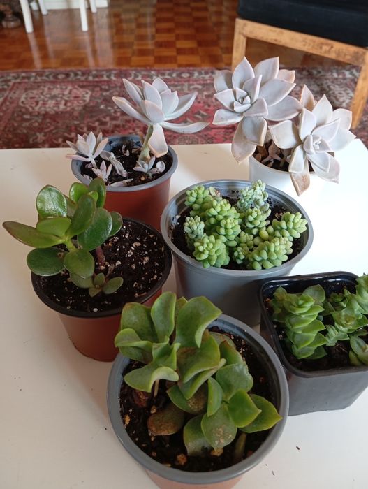 Suculentas desde 3 euros