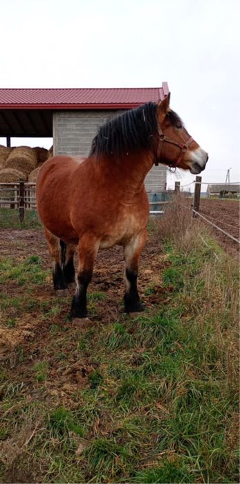 Sprzedam klacz zimnokrwista