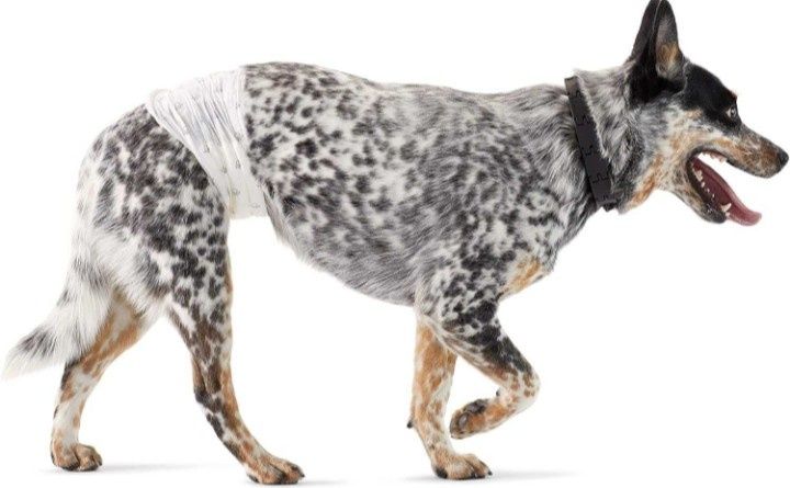 Amazon Basic pieluchy dla psa rozmiar M 50 sztuk