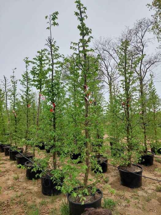 Grab doskonały na  żywopłot