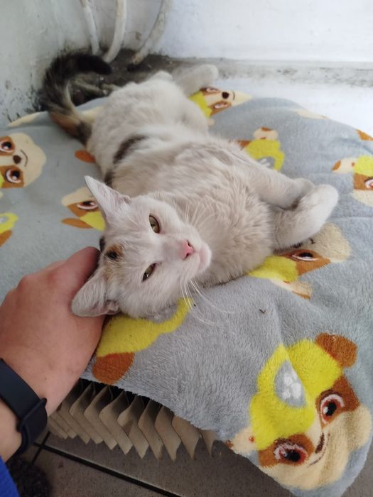 Roczna koteczka do adopcji