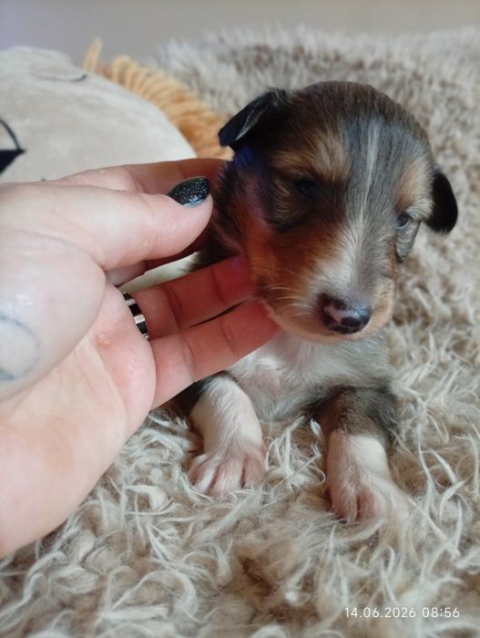 Owczarek szkocki collie
