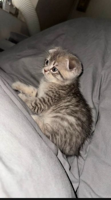 Gatinho Scottish Fold