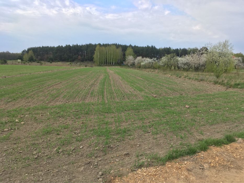 Bratoszewice – działka 11 051 m² | MPZP | las | PKP | blisko A1/A2