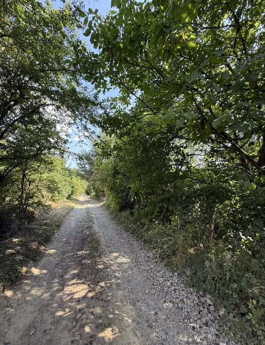 Камʼяниця. Панорамна ділянка біля лісу