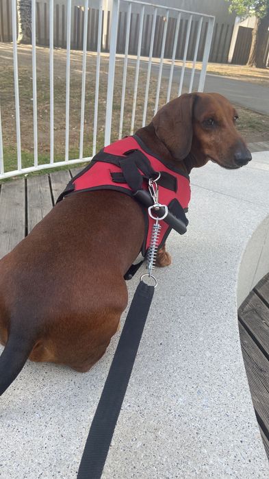 Pet Sitter Braga
