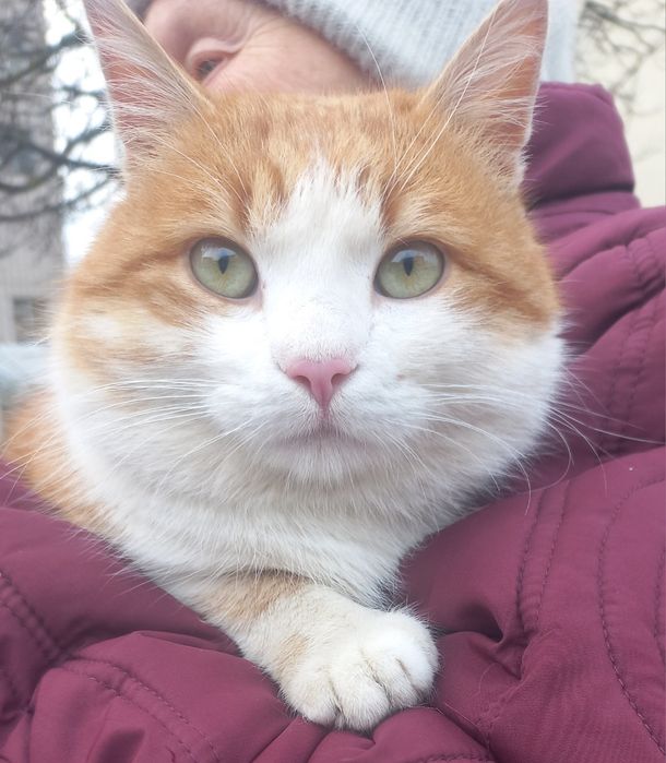 Кому Рижика???Безкоштовно.
