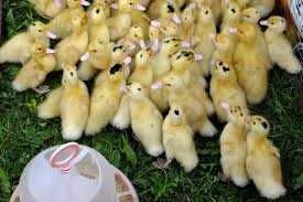 Курчата бройлера,мясо-яєчні,качки,індикі