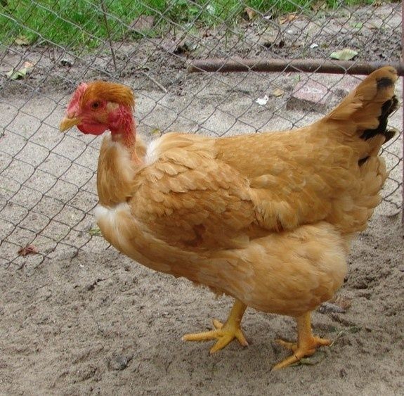 Добові  та підрощені курчата