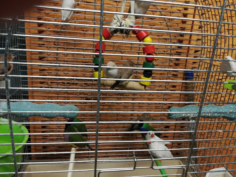 Zeberki - australijskie maleństwa