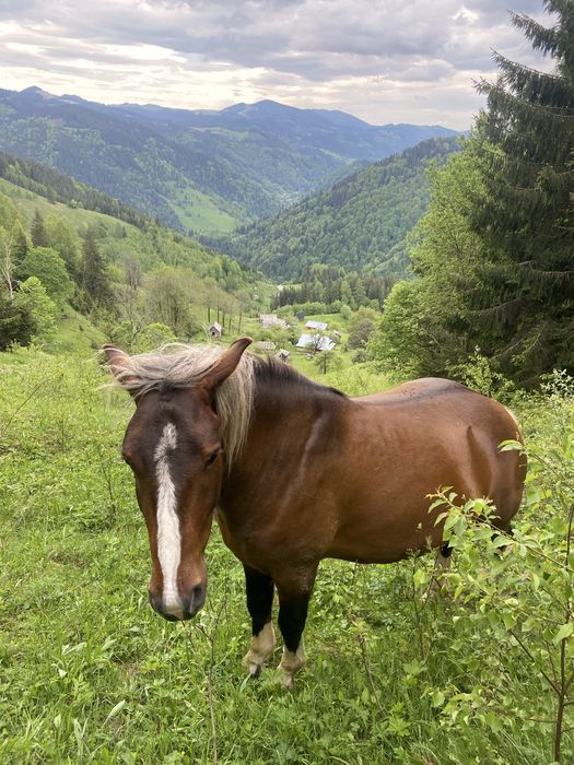 Карпати , різні ВАРІАНТИ ЗЕМЛІ