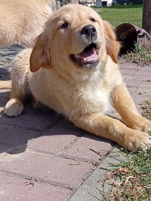 Szczenię golden retriever do odbioru sunię