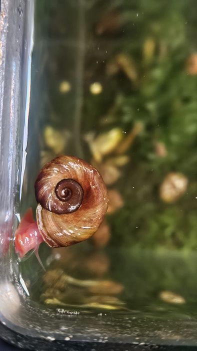 Caracois Planorbis Corneus (Laranja)