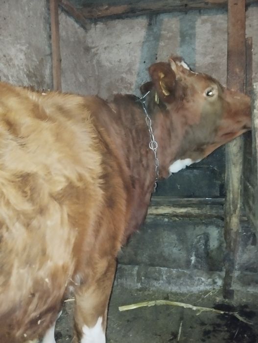 Продається тільна телиця