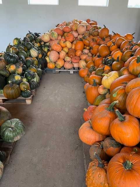 Dynia Halloween i Ozdobne, Duży wybór, Tanio!!!