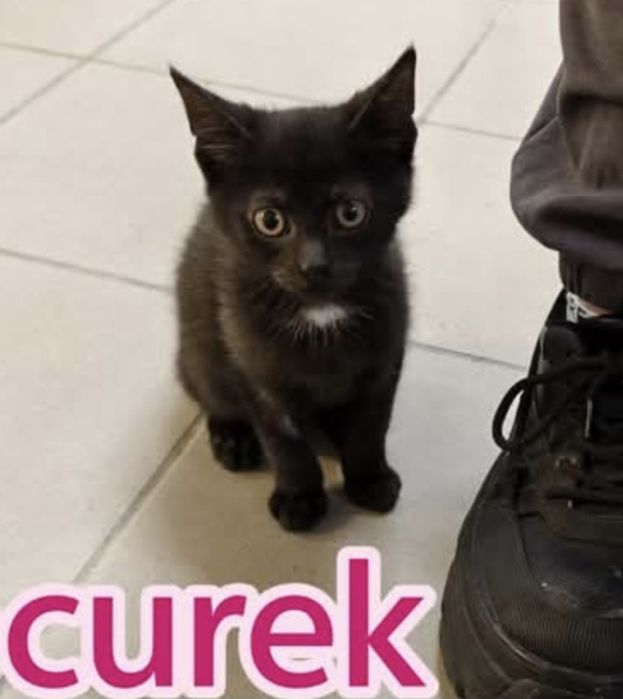 4 kociaki szukają domów