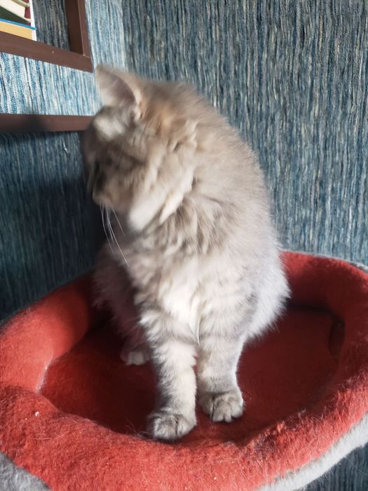 дівчинка безкоштовно