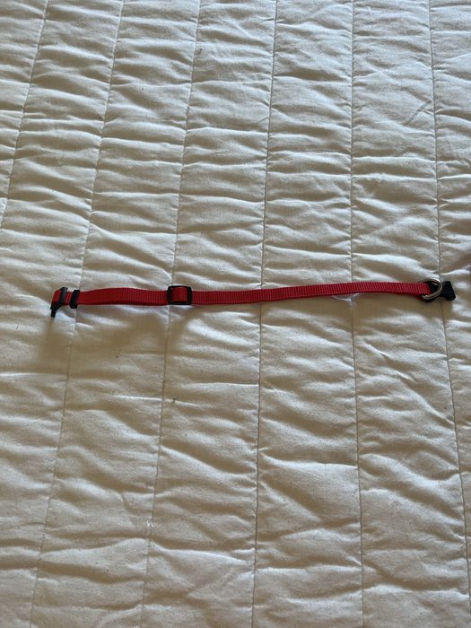 Bandana e coleira para cão ou cadela