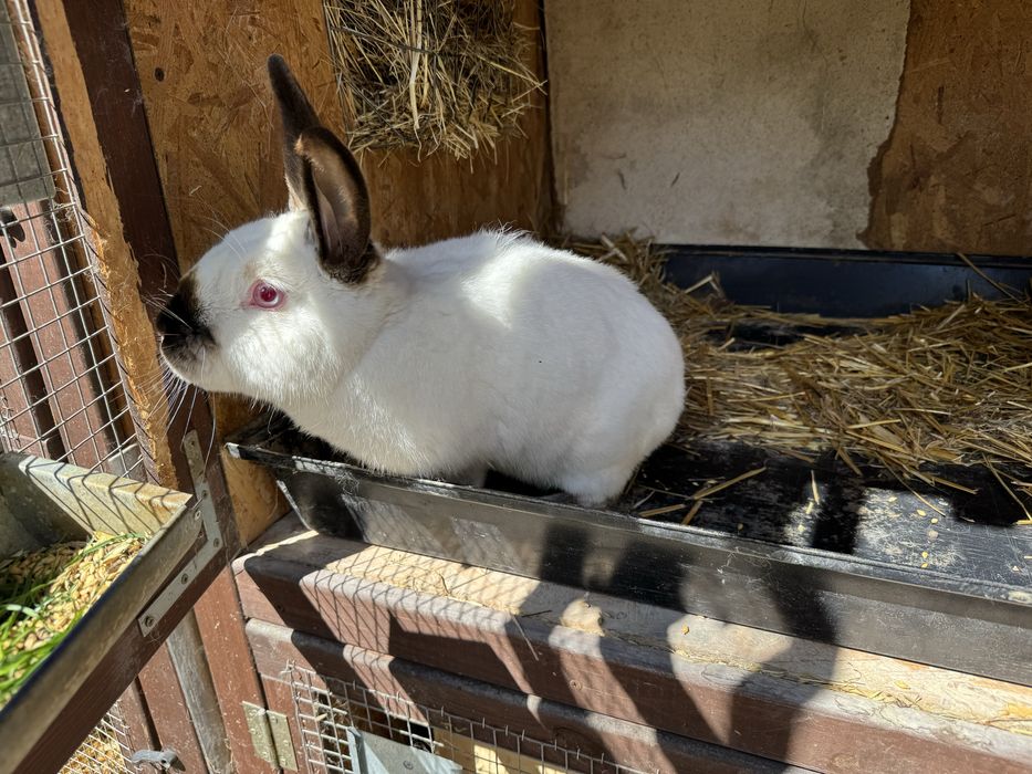 Królik Kalifornijski - samiec