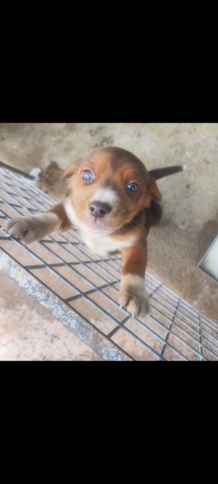 Fêmea travessa de beagle para adoção