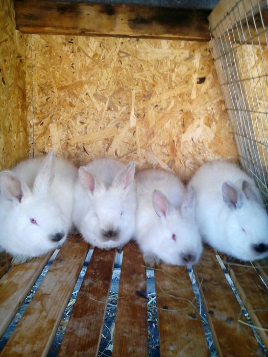 Молодняк Каліфорнійських кроликів.