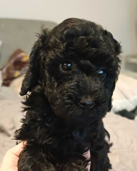 Maltipoo F1 samczyk z Dokumentami