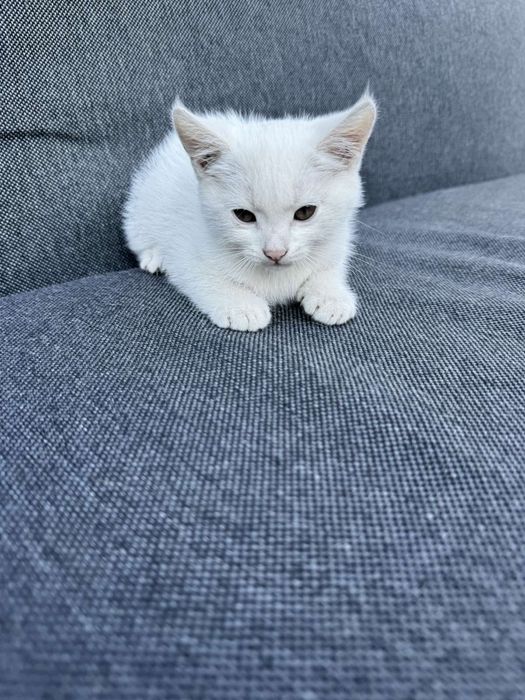 Отдам котенка 3 месяца - девочка
