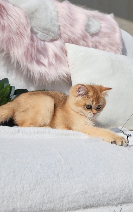 Шотландська золота шиншила