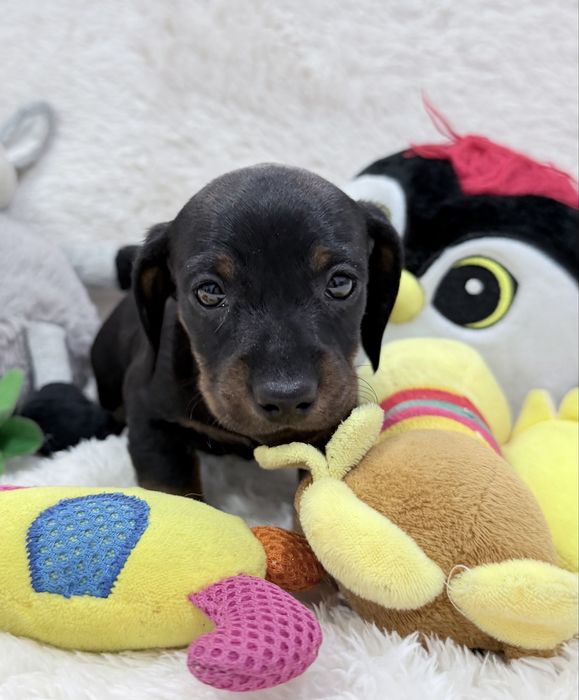 Teckel excelente menino com Lop