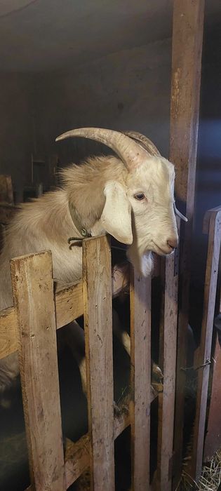 Продам цапа на плем'я, потомство вже має. З документами.