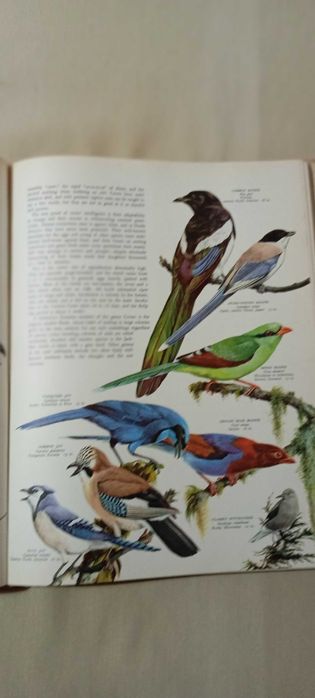 Pássaros do Mundo (Birds of the world) Austin, Singer 1966