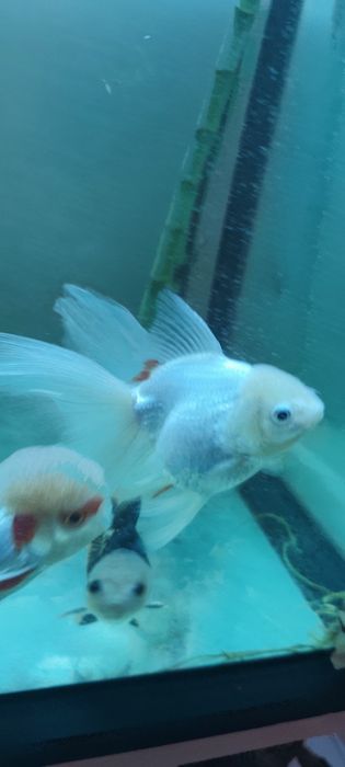 Oranda (ler bem descrição)