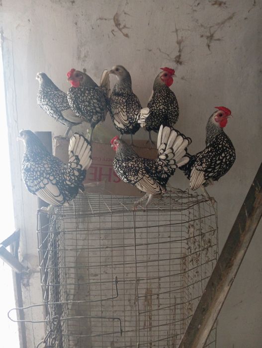 Кури породи сібрайт срібло.