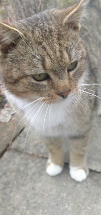 Wykastrowany kotek Ryś za darmo