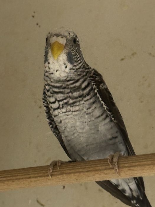 Faliste blackwing
