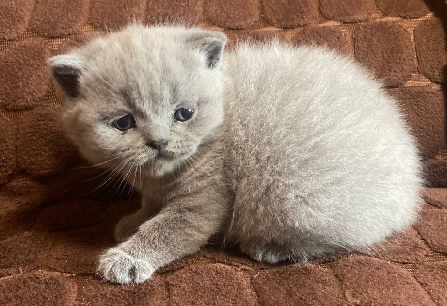 Продам шотландських весловухих котят